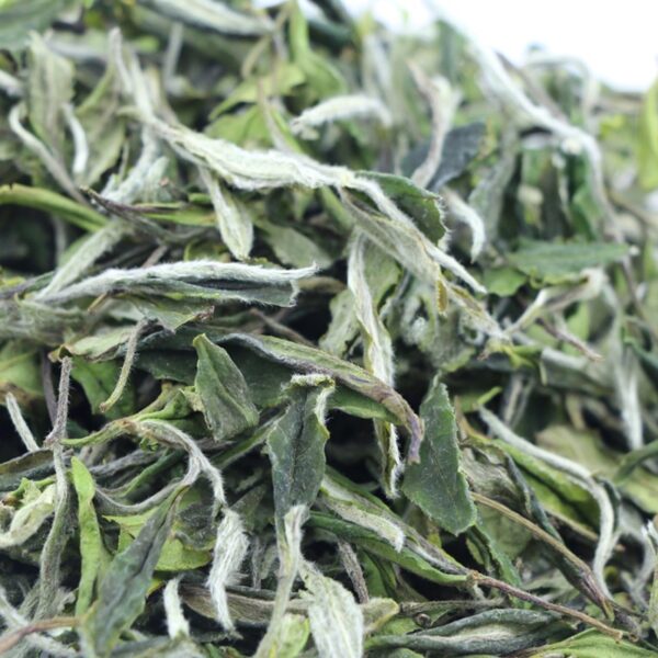 Fuding White Tea White Peony 2024 Loose Tea